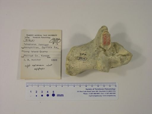 Teleoceras fossiger