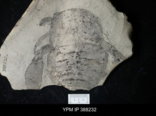 Eurypterus lacustris