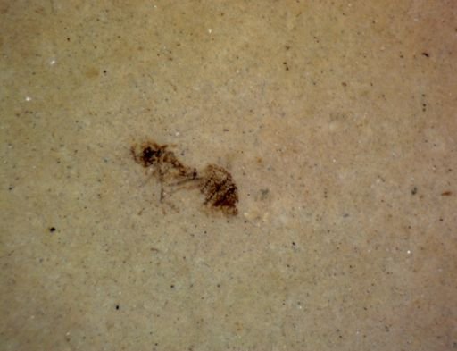 undet. Hexapoda
