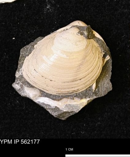 Limopsis striatopunctatus