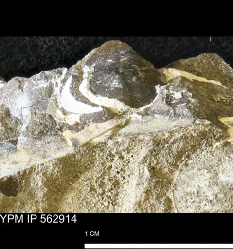 undet. Bivalvia