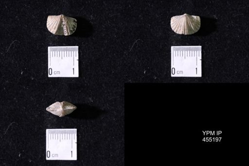Platystrophia sp.