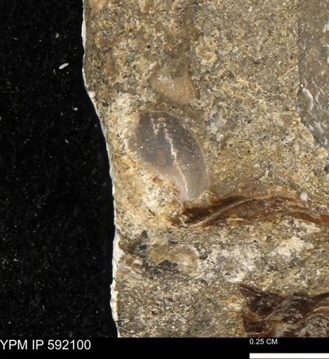 undet. Bivalvia