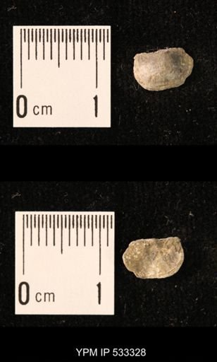 Chonetes sp.