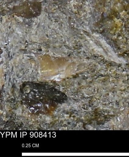 undet. Mollusca