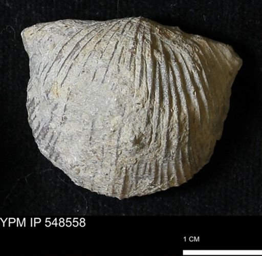 Stropheodonta inflexa?