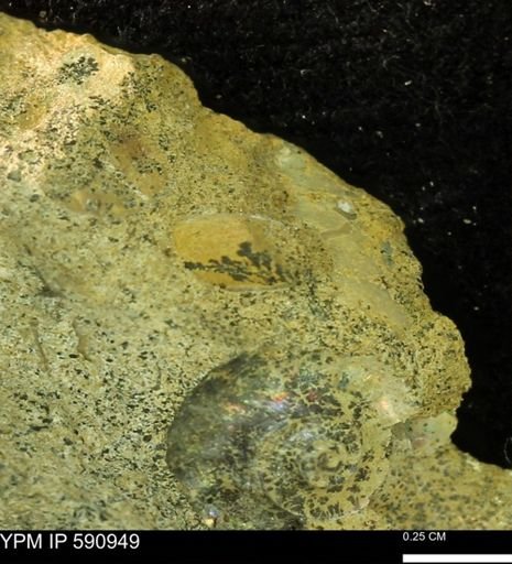 undet. Bivalvia