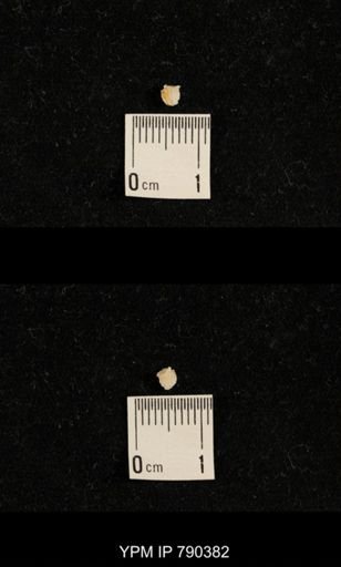 undet. Brachiopoda