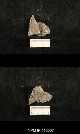 Myalina sp.; fragments of