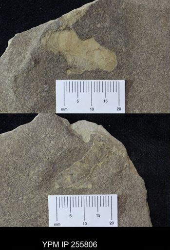 Myalinidae?