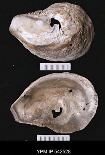 Ostrea carolinensis?