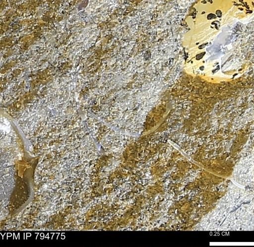 undet. Bivalvia