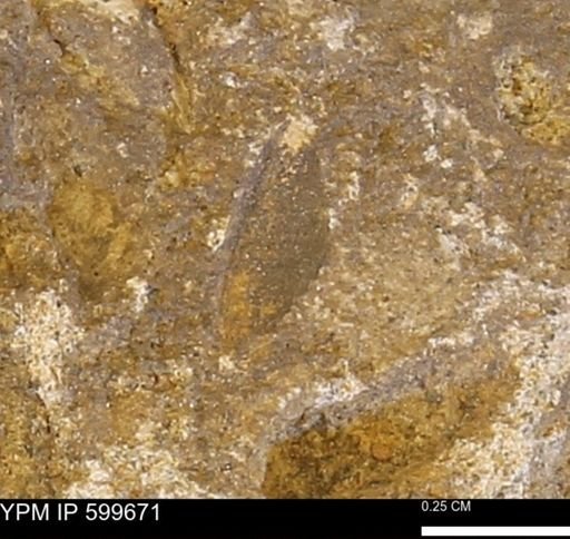 Protocardia subquadrata