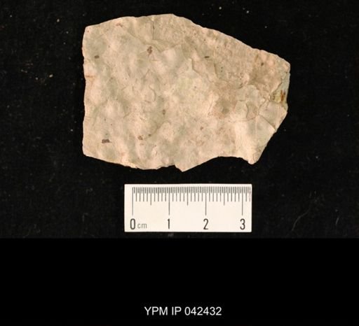 undet. Hexapoda