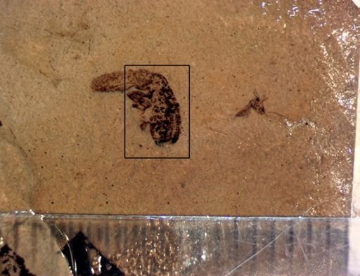 undet. Curculionidae