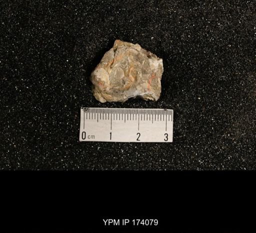 Phestia bellistriata