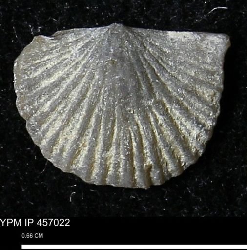 Stropheodonta sp.