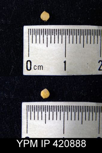 undet. Brachiopoda