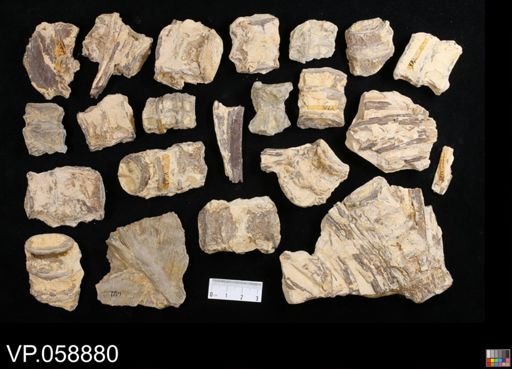 undet. Actinopterygii