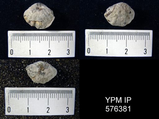 Spirifer crispus