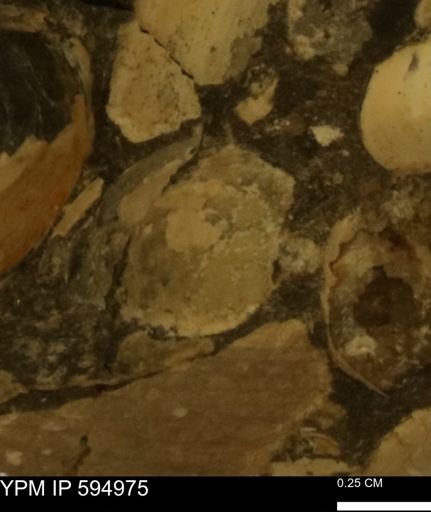 Protocardia sp.