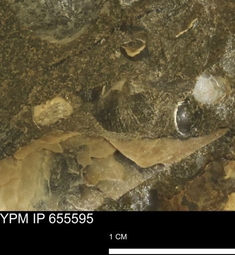 Oxytoma (Hypoxytoma) nebrascana