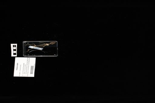 Sceloporus virgatus