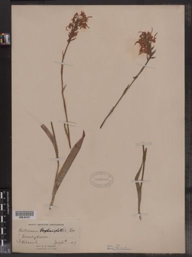 Habenaria blephariglottis