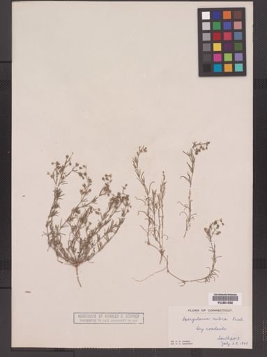 Spergularia rubra