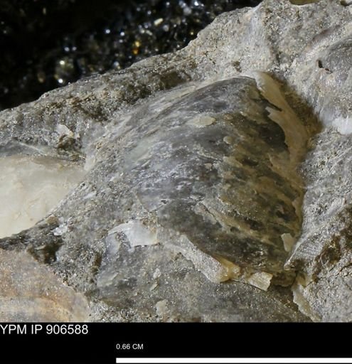undet. Mollusca