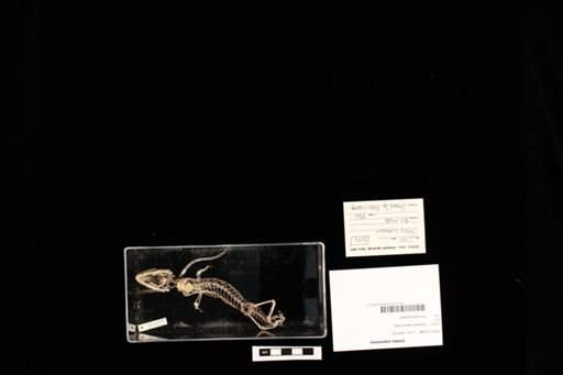Gekko siamensis