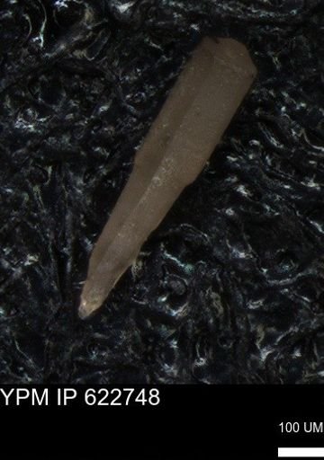 undet. Echinoidea