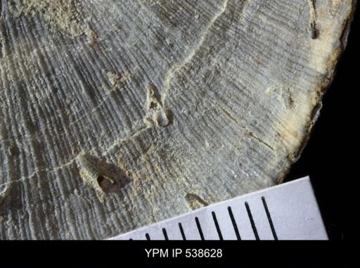 Cornulites sp.