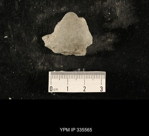 Linoproductus sp.