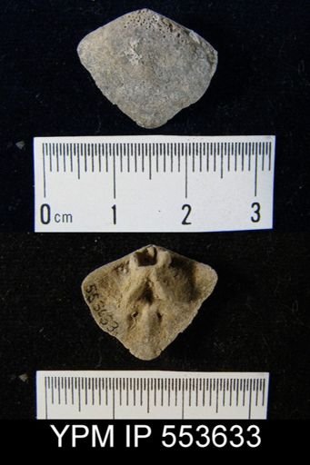 Oriskania navicella