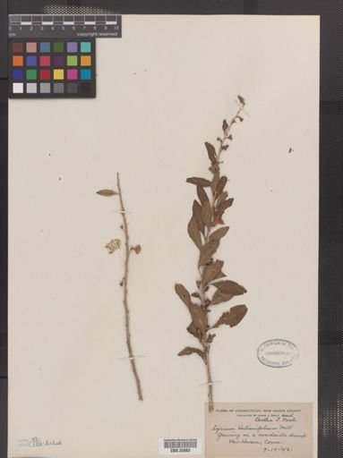 Lycium halimifolium