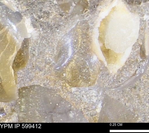 Protocardia subquadrata