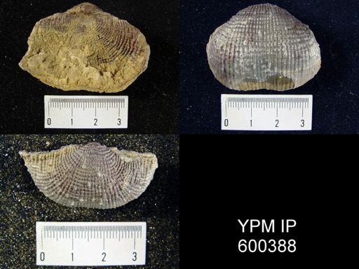 Productus semireticulatus