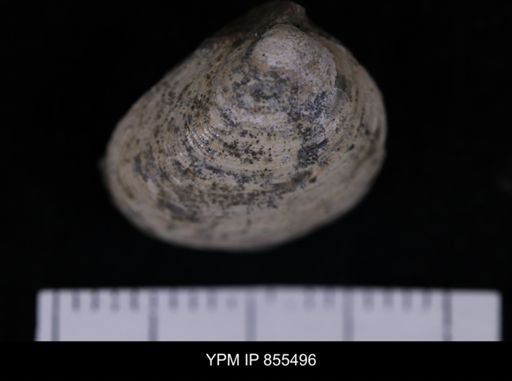 Limopsis striatopunctatus