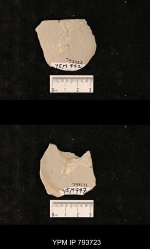 undet. Orthoptera