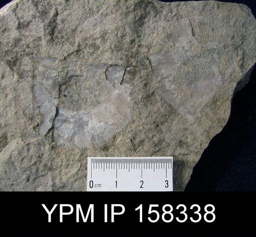 Leptostrophia magnifica tullia