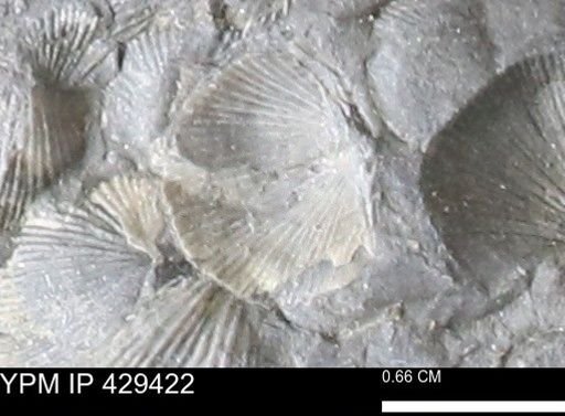 Devonochonetes scitulus