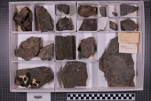mixed taxa, stratigraphic collection