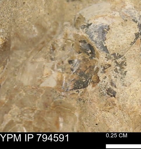 Protocardia subquadrata