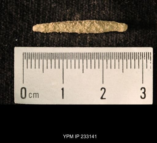 Archaeocidaris sp.