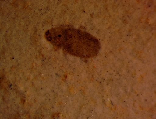 undet. Coleoptera