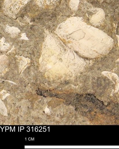 undet. Gastropoda