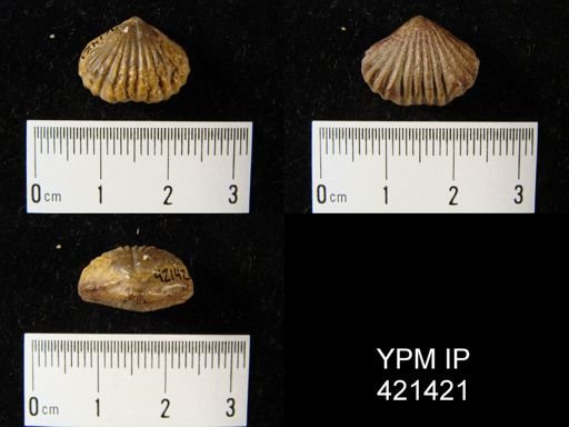 Camarotoechia nux?