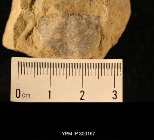 Chonetes subliratus