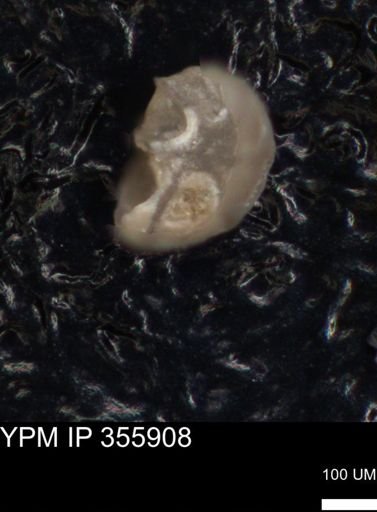 undet. Foraminiferida